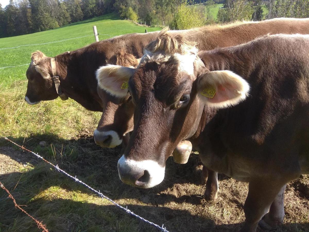 Ferienwohnung Trifts | Einzelbetten | Parkplatz Wangen im Allgäu Eksteriør billede