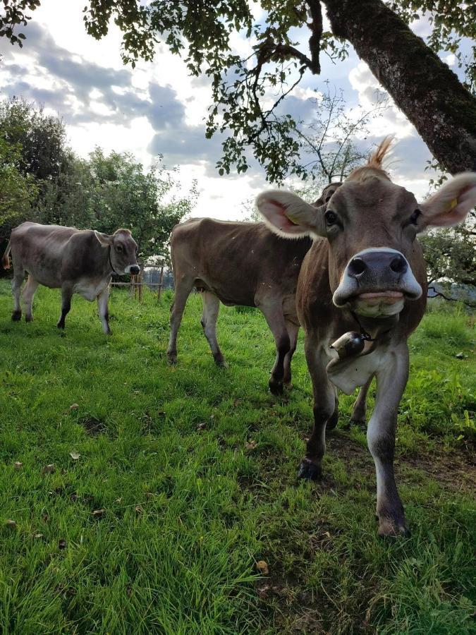 Ferienwohnung Trifts | Einzelbetten | Parkplatz Wangen im Allgäu Eksteriør billede